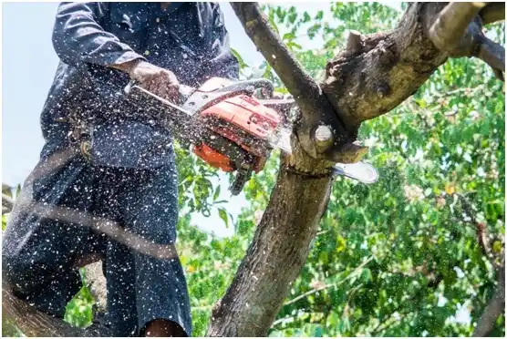 tree services Panguitch